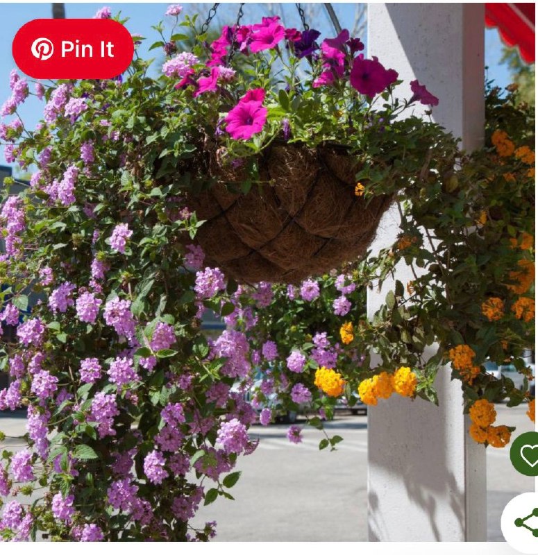 Lush hanging basket overflowing with fuchsia, lantana and purple petunias